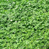 【4月道端の雑草】絶句！したたかすぎるクローバー＆小さな黄色い花を咲かせる、識別のややこしい雑草！