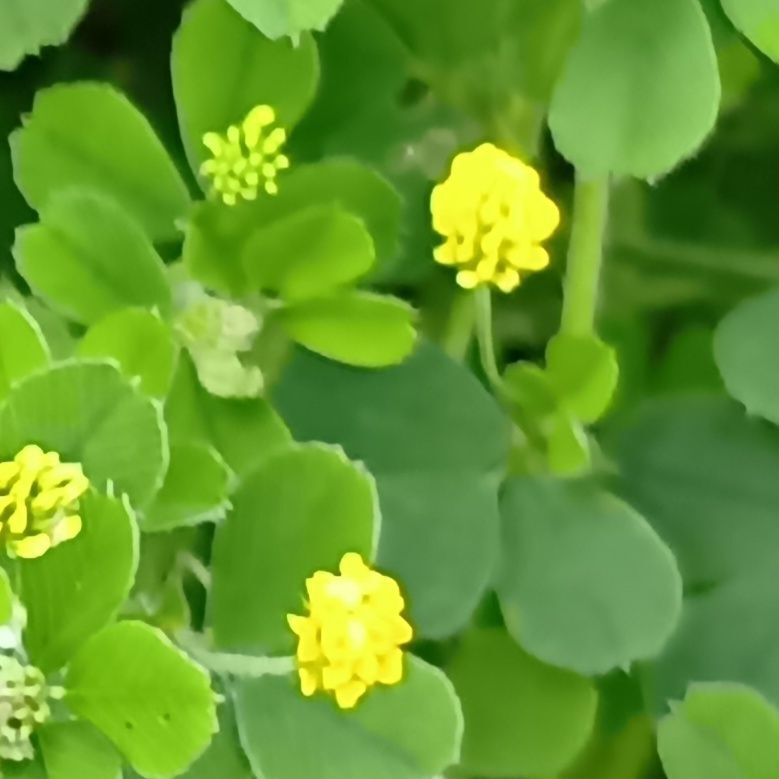 土の栄養バランスを変える→マメ科なので「根粒菌」と共生して、窒素を土に増やします。一見いいことですが、これが原因で“窒素を好む植物だけが増える偏った環境”になることも。