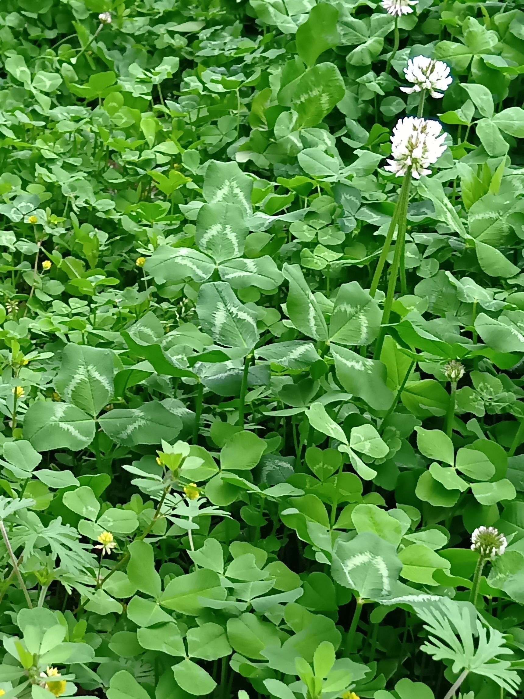 同じクローバーの仲間であるシロツメクサよりも、少し早く花を咲かせることが多く、まだ春の気配が浅い頃から、足元でひっそりと小さな黄色い花を咲かせています。  まるで「もうすぐ春ですよ」と教えてくれる、やさしい“予告係”のよう。