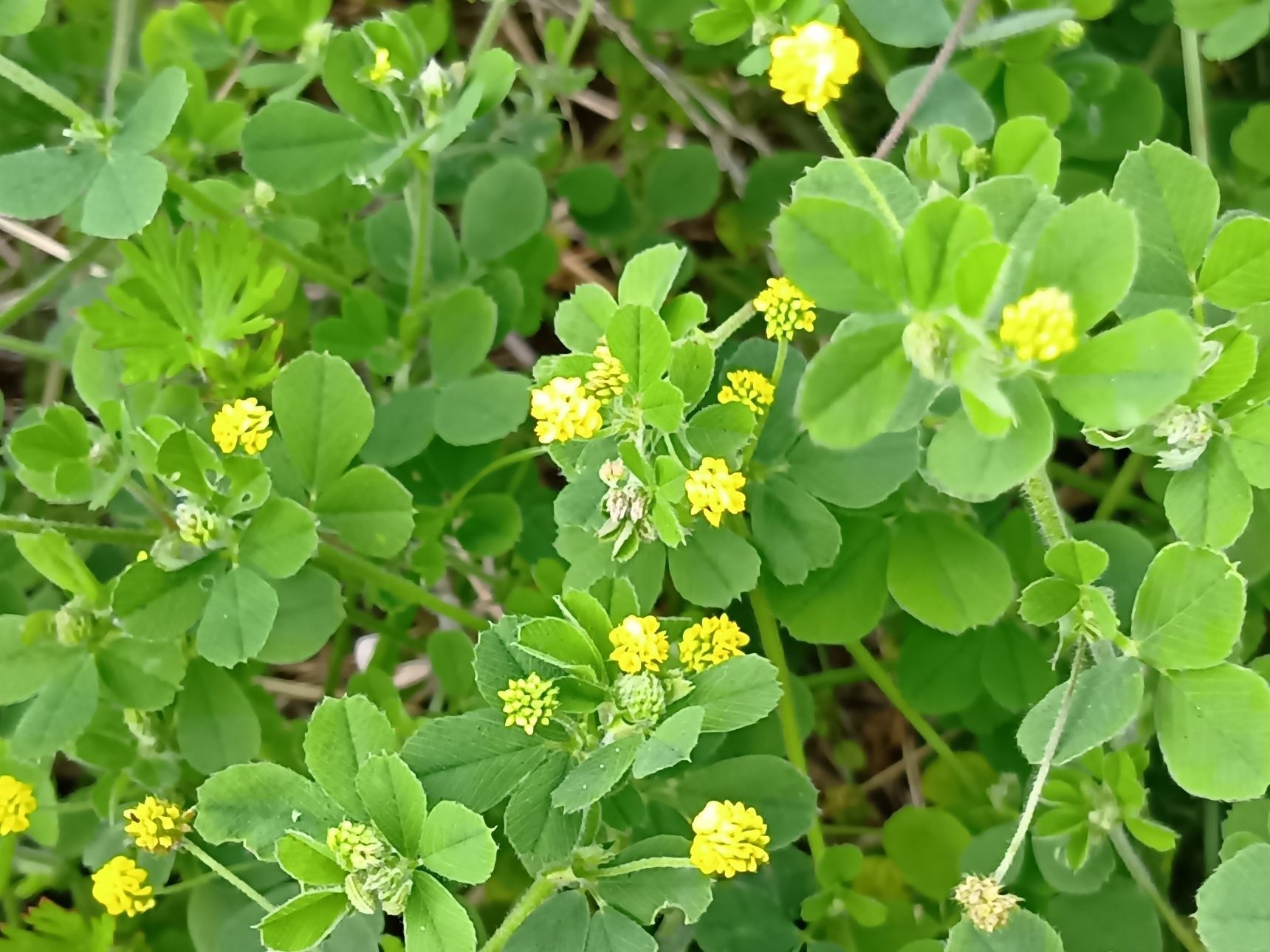 この植物は「コメツブツメクサ」か「コメツブウマゴヤシ（米粒馬肥やし）」。踏まれても、気づかれなくても、 それでも自分の場所で、静かに生き続ける。
