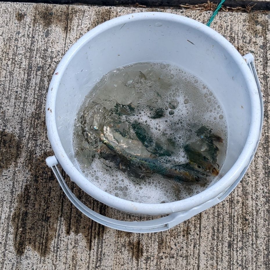 イワシを準備！