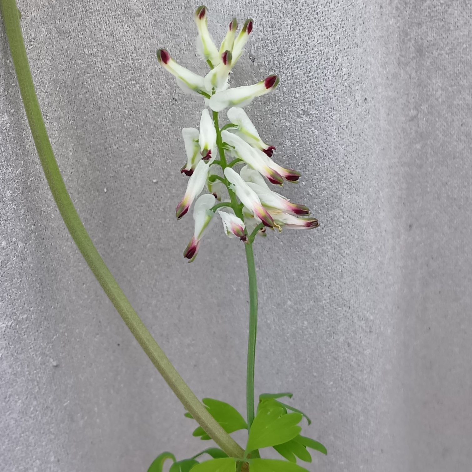 うーん、咲き始め？は面白い形ですね～！