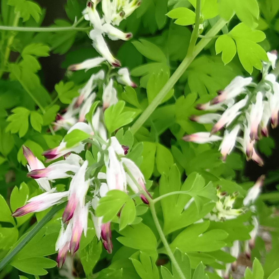 見た目は可憐なのに、毒まであって、実はたくましい、雑草あるある～～！！！