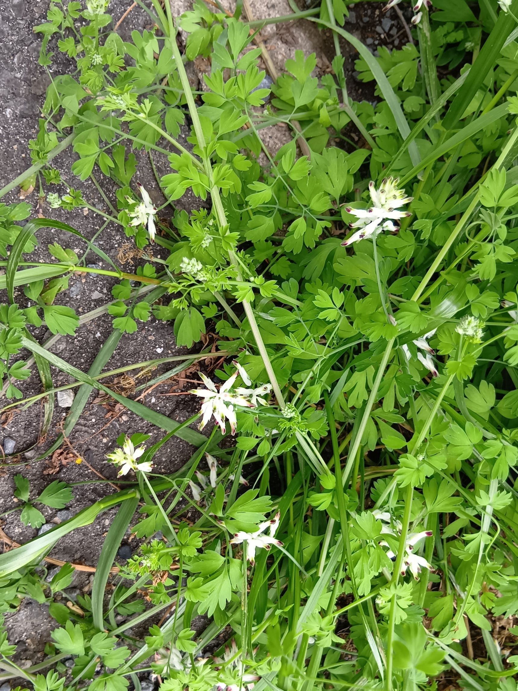 この植物は、「ニセカラクサケマン（偽唐草華鬘）」です