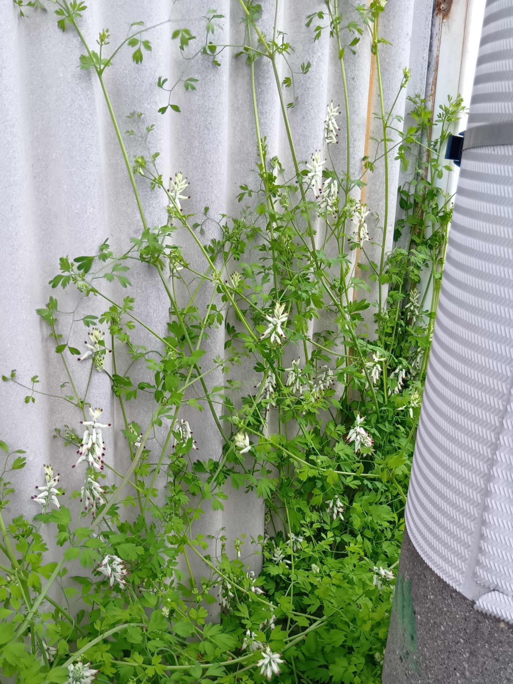 実は、有毒植物です！強い毒ではないものの、誤食すると体調不良を起こすことがあるそうですよ！