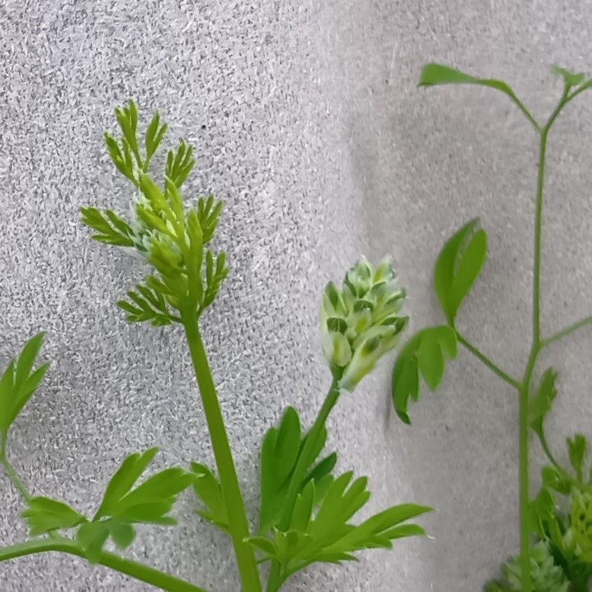 ケシ科の植物にはアルカロイドを含むものが多く、有毒性をもつ種類が少なくありません