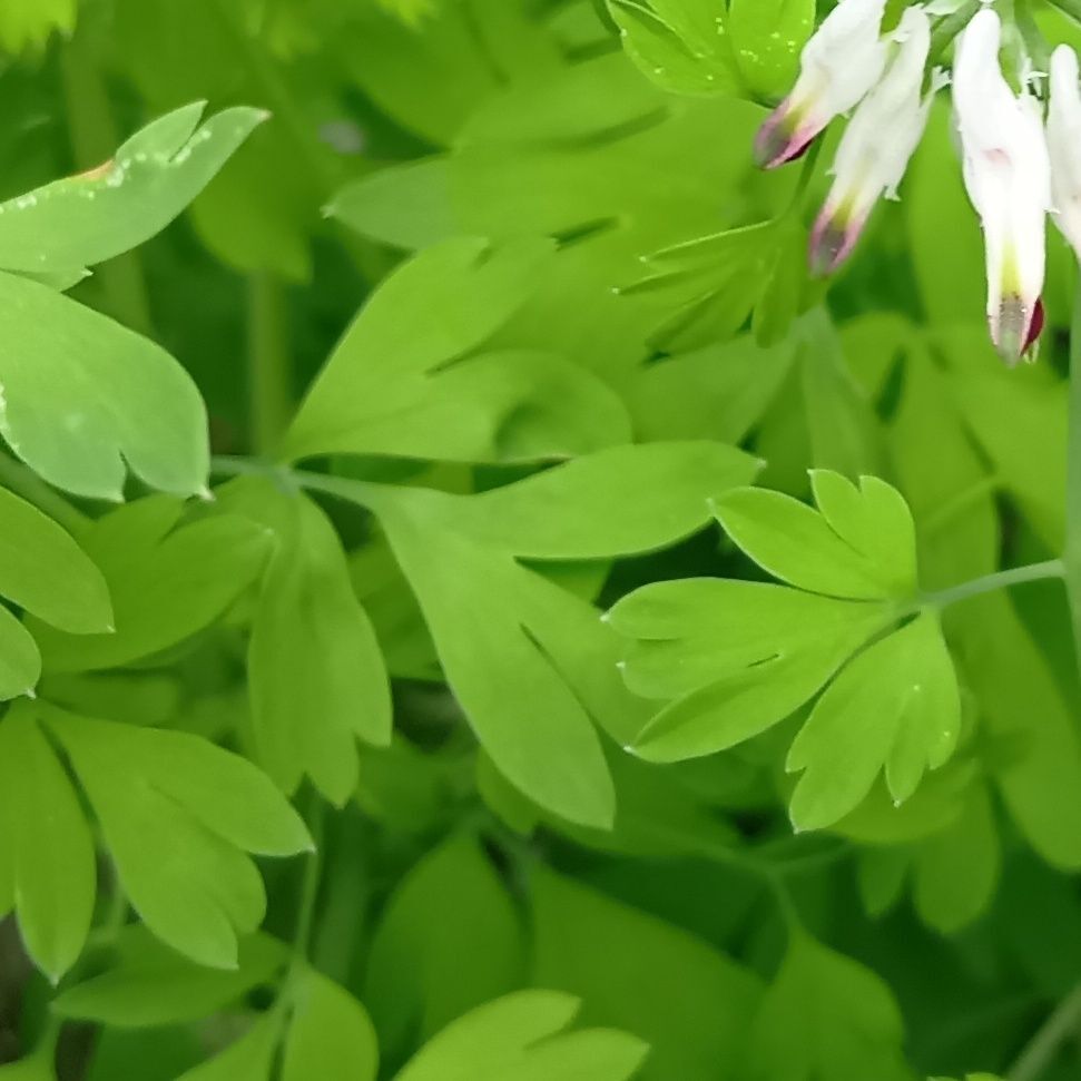 見た目がやわらかくてお花も葉も可愛いので、  野草として食べられそう ！山菜っぽい っ！と勘違いされやすいので要注意です
