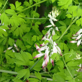 【4月道端の雑草】スッとしてて可憐なのに毒あり！？春の道ばたに潜む「ニセカラクサケマン」の正体！