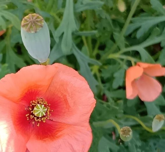 雑草「ナガミヒナゲシ」もケシ科！繁殖力が強く、注意喚起されている植物！！！