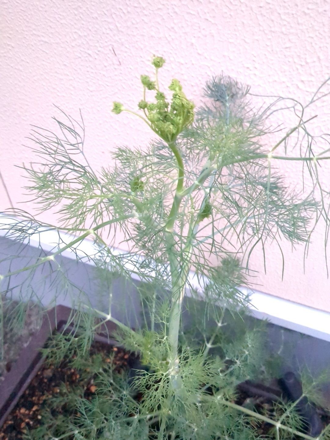 庭のディルです！