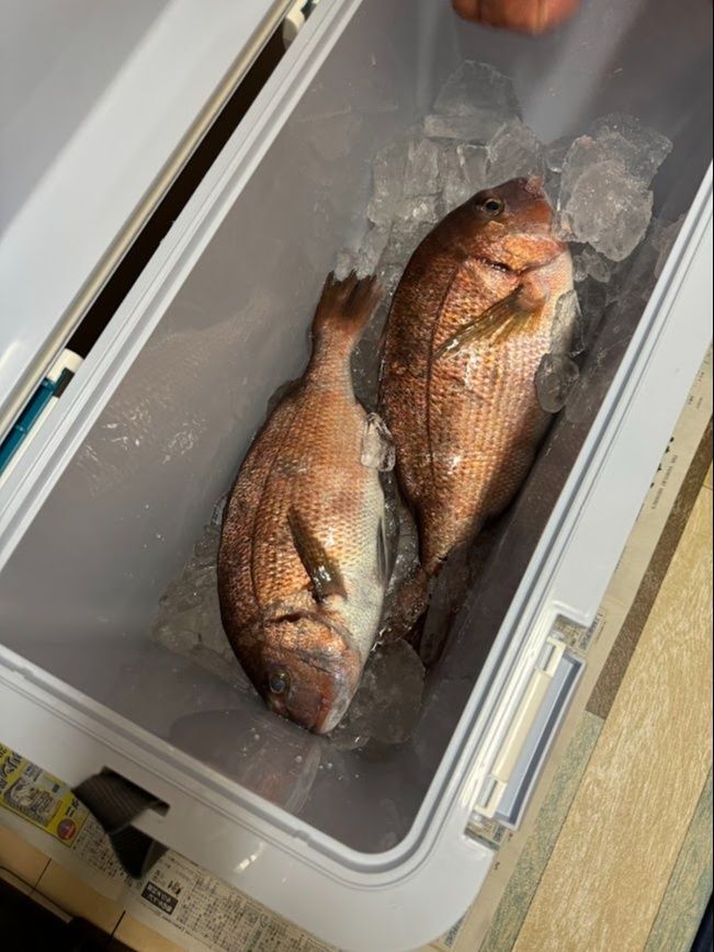 夫が釣ってきた真鯛を無駄なく美味しくいただく