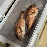 夫が釣ってきた真鯛を無駄なく美味しくいただく