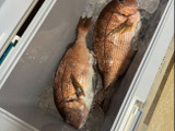 夫が釣ってきた真鯛を無駄なく美味しくいただく