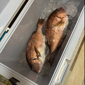 夫が釣ってきた真鯛を無駄なく美味しくいただく