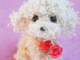 手芸動画/母の日の手作りプレゼントに！セリアのモールで作るトイプードル＋ミニフラワーの作り方