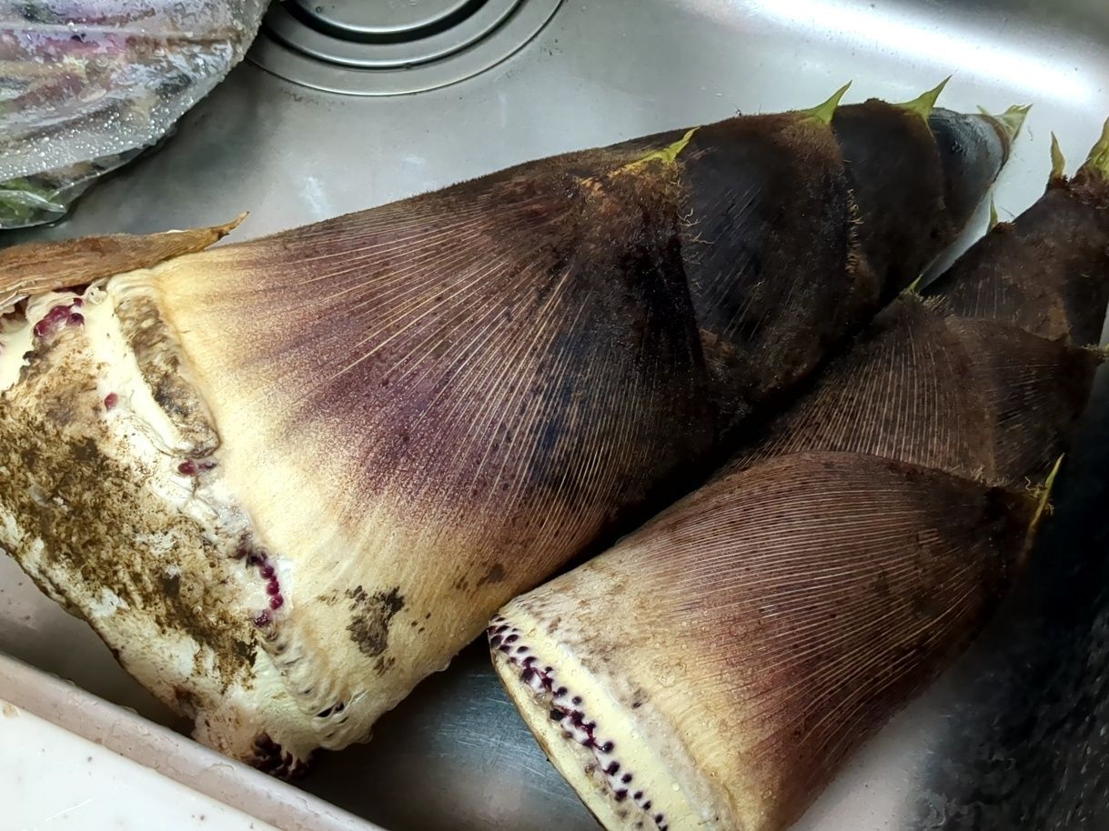 立派なタケノコ！