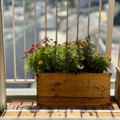 【ベランダ寄植え】初心者が大量に花苗をもらってしまった結果