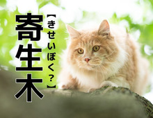 【寄生木】なんて読む？「きせいぼく」ではありませんよ！【読めそうで読めない漢字クイズ】