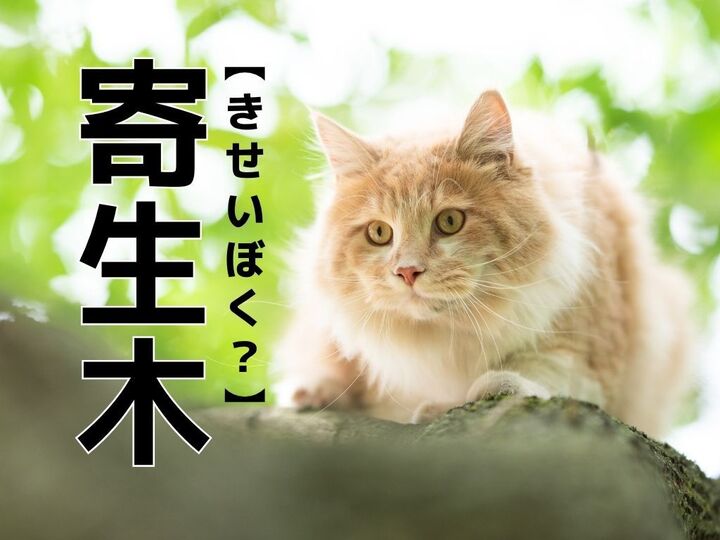 【寄生木】なんて読む?「きせいぼく」ではありませんよ!【読めそうで読めない漢字クイズ】