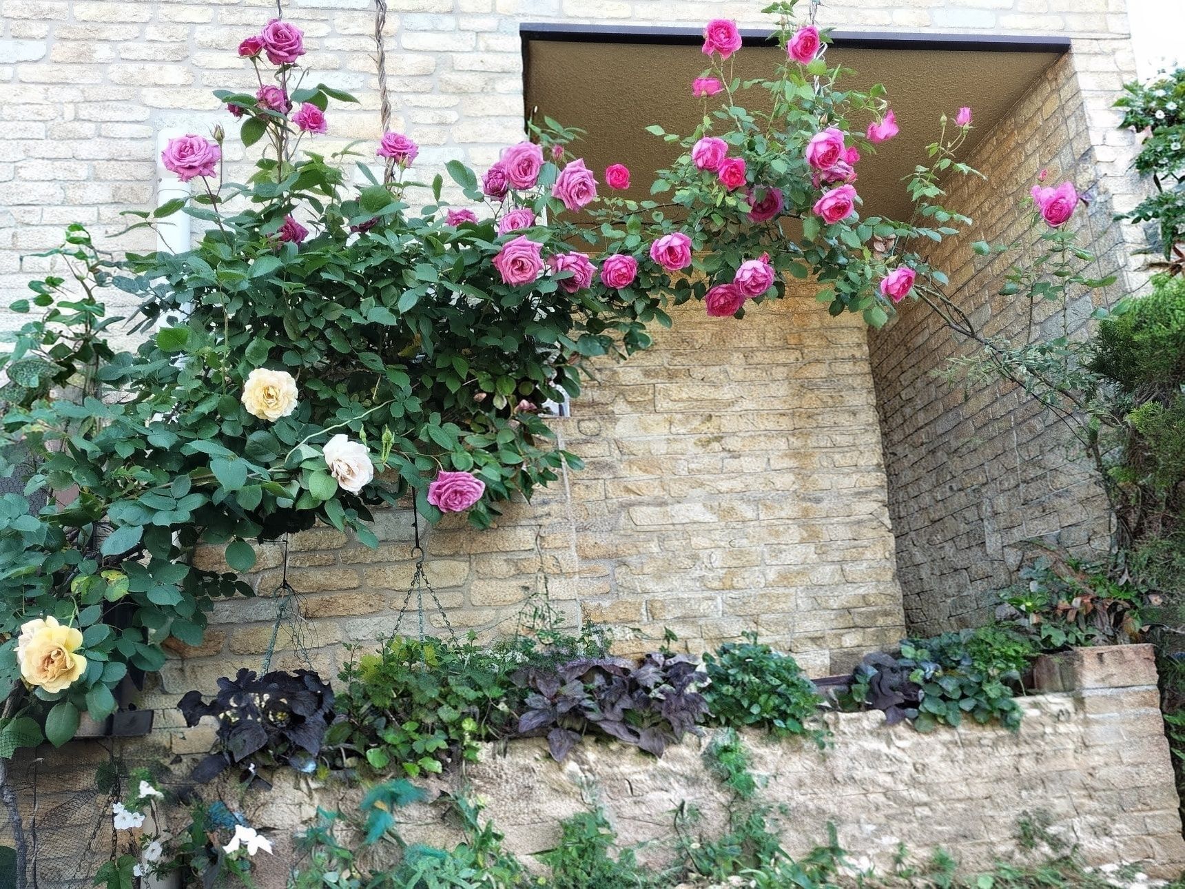 【薔薇】