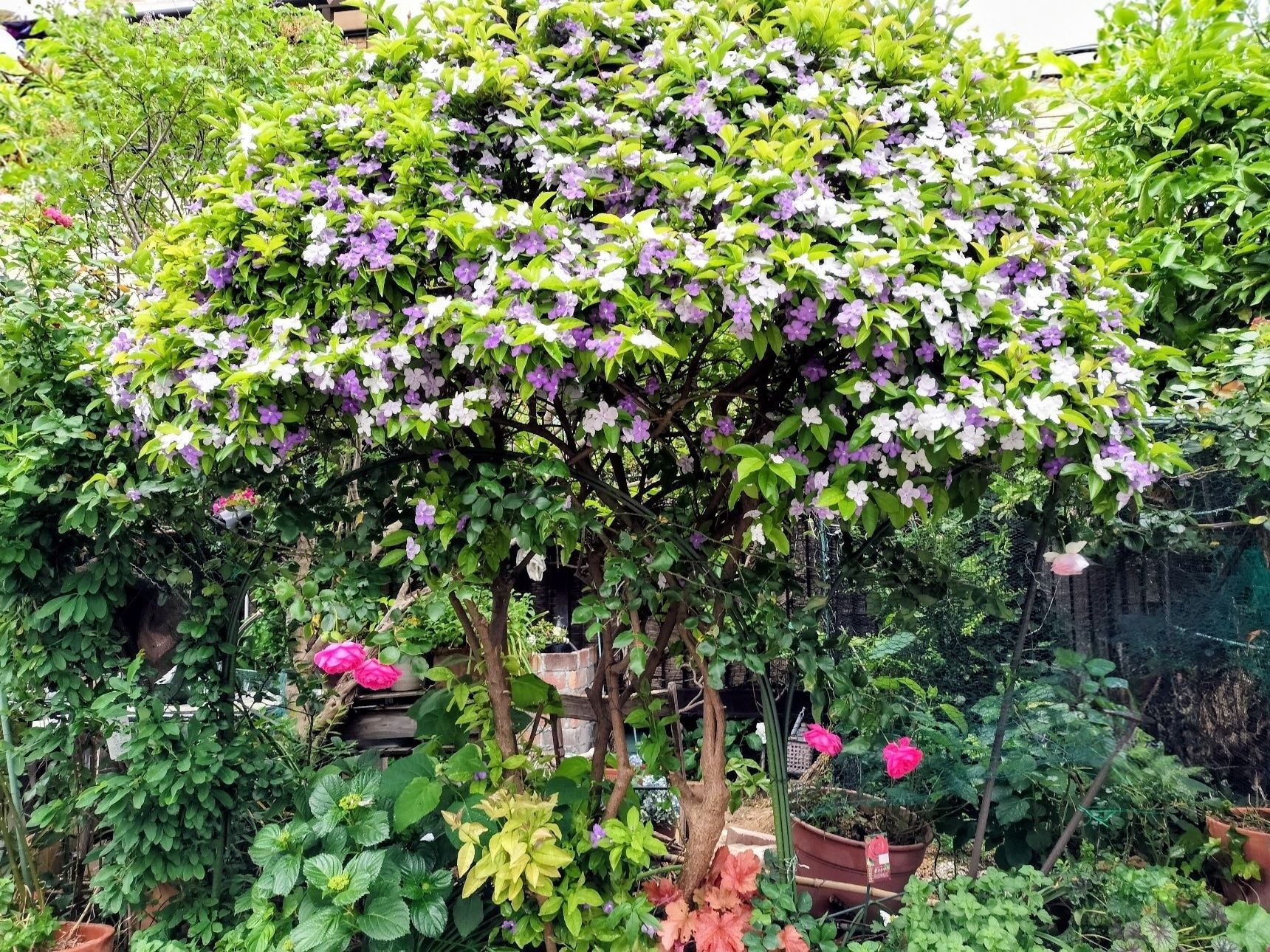 【匂蕃茉莉】