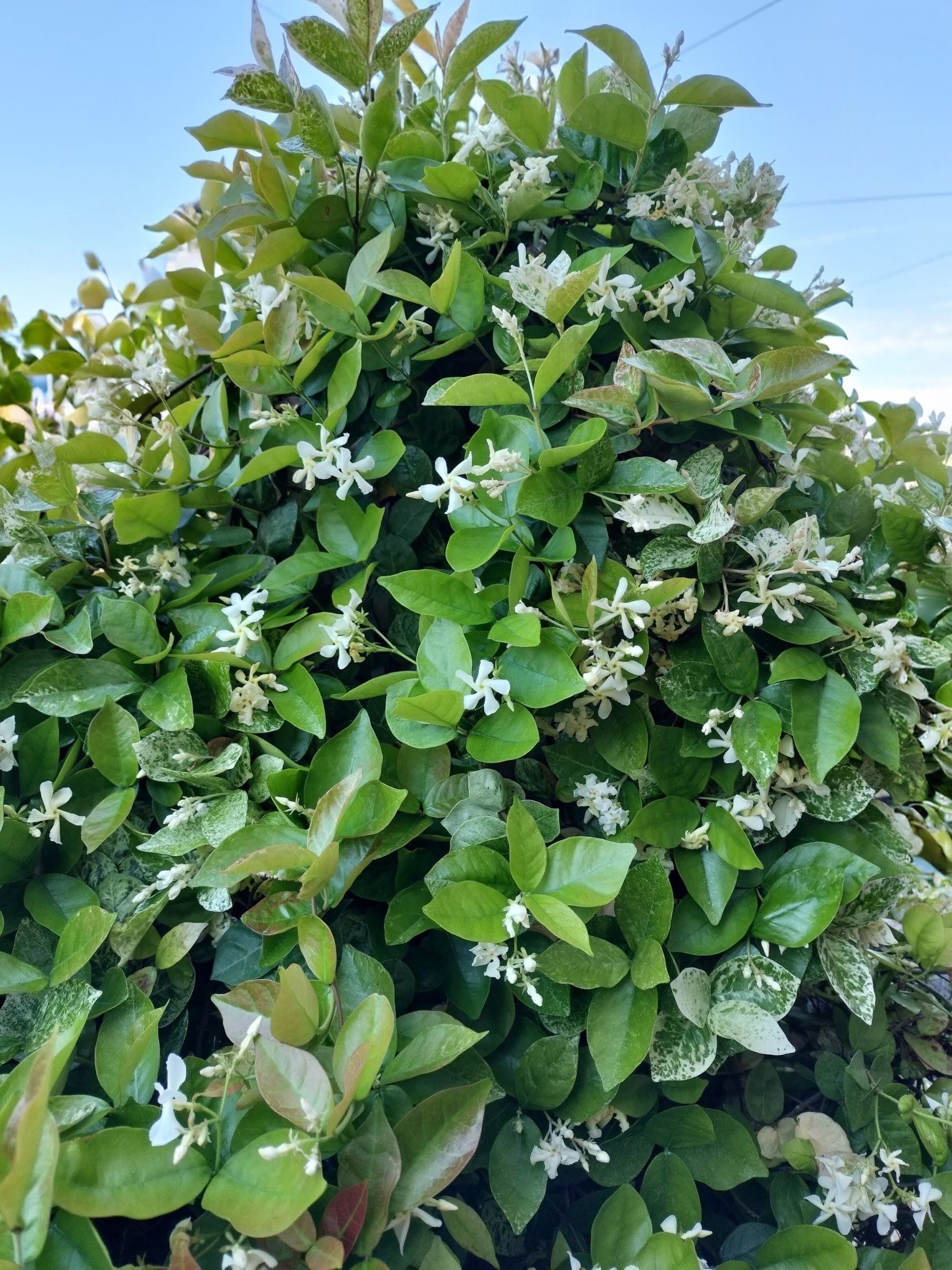 薔薇にも匂蕃茉莉にも負けない！芳しい香り！甘い華やかな魅力的な強い香りが漂います！