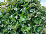 薔薇にも匂蕃茉莉にも負けない！芳しい香り！甘い華やかな魅力的な強い香りが漂います！
