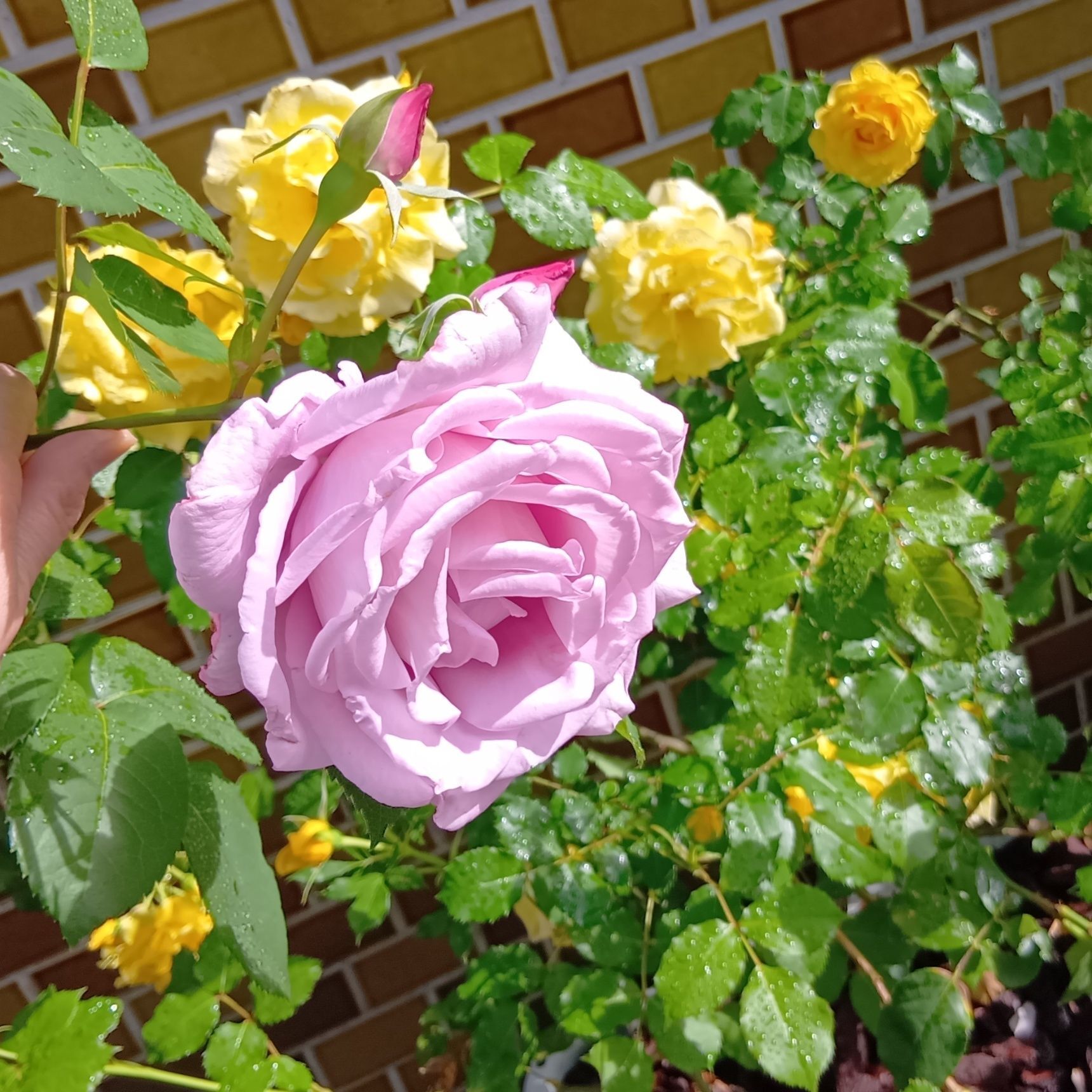 この薔薇は、「ブルームーン」。