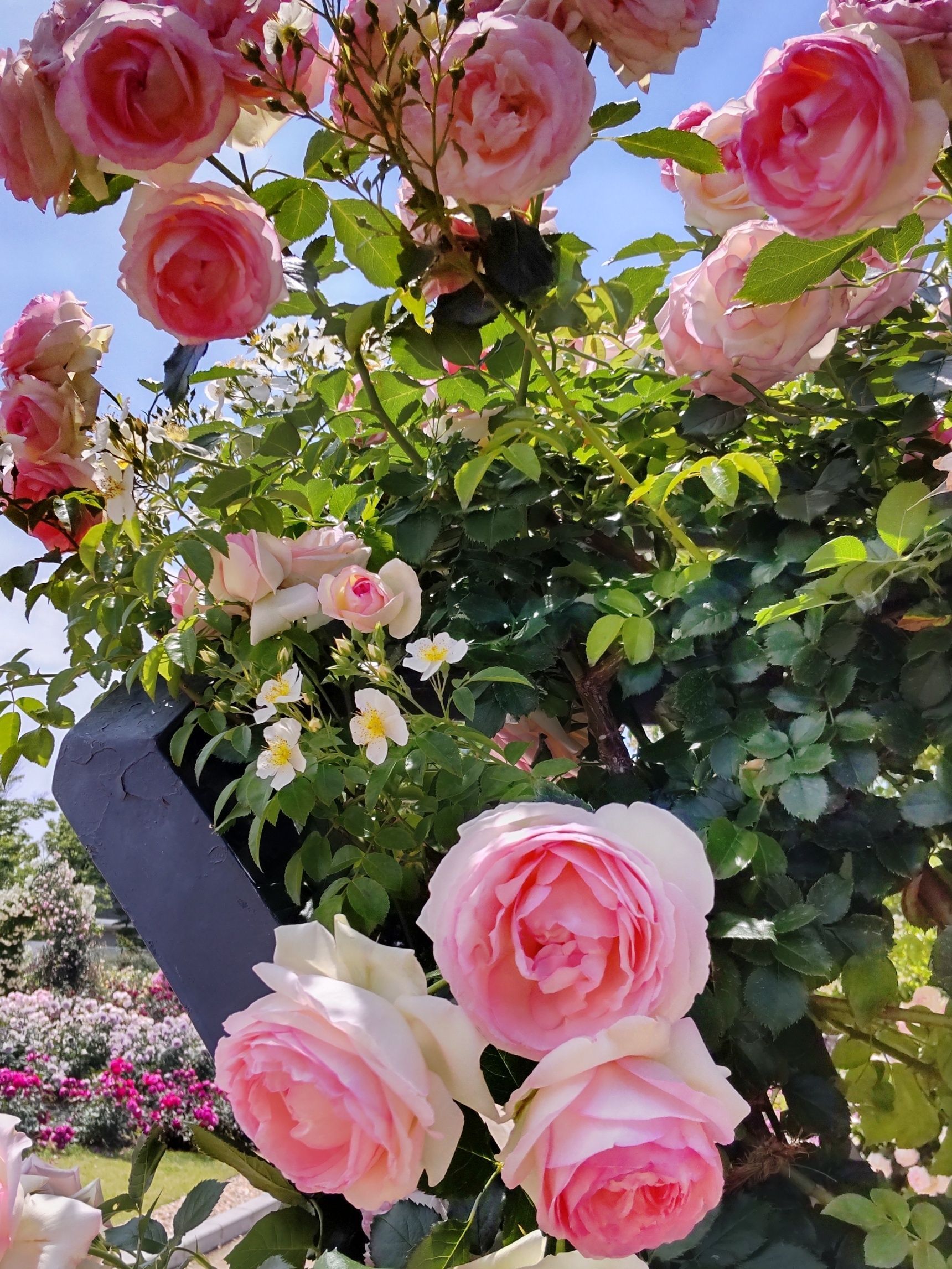 大阪で香り豊かな薔薇を楽しみたい方には、大阪府吹田市にある 万博記念公園 平和のバラ園 もおすすめです。