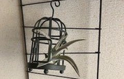 初心者でも育てやすくおしゃれ！