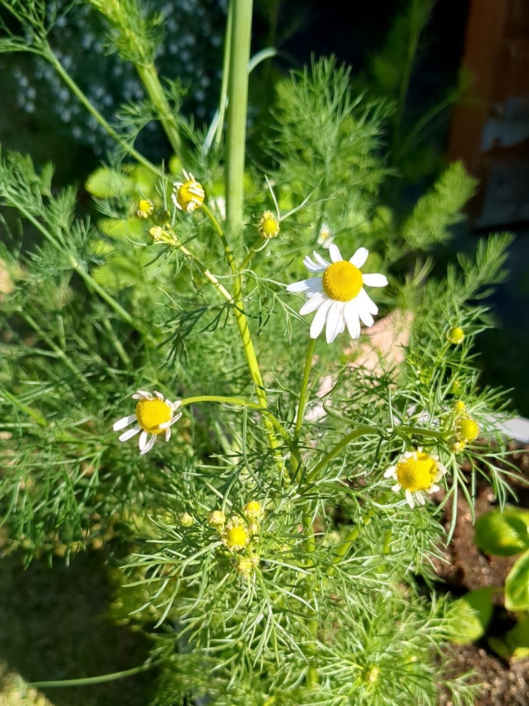 この花は⋯