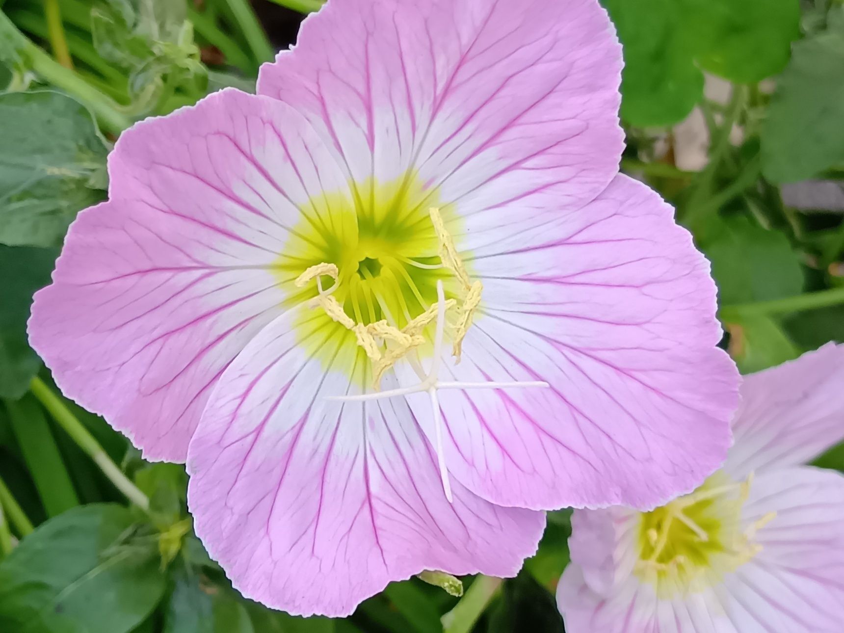 ヒルザキツキミソウのお花は、雑草にしては大きくて、直径およそ4〜5cmほど。 道端にひっそり咲いていても思わず目を奪われてしまいます。