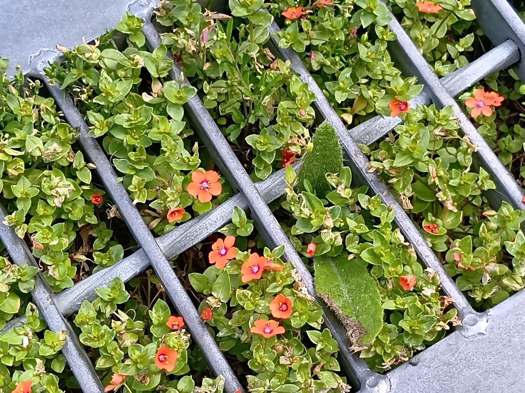 【注意！5月の道端の有毒雑草】えっ、排水溝に！？可憐でレアなお花を発見！！！