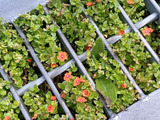 【注意！5月の道端の有毒雑草】えっ、排水溝に！？可憐でレアなお花を発見！！！