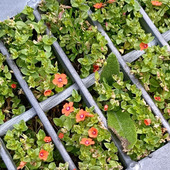 【注意！5月の道端の有毒雑草】えっ、排水溝に！？可憐でレアなお花を発見！！！