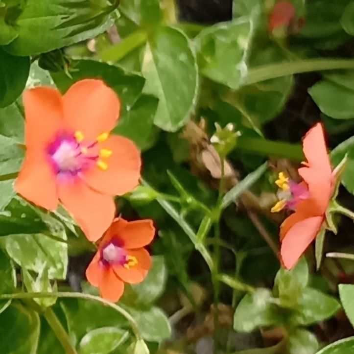 ルリハコベとは、花が朱赤色であることが違う。ルリハコベと同様に毒性がある。無毛でも虫が嫌がる植物？！
