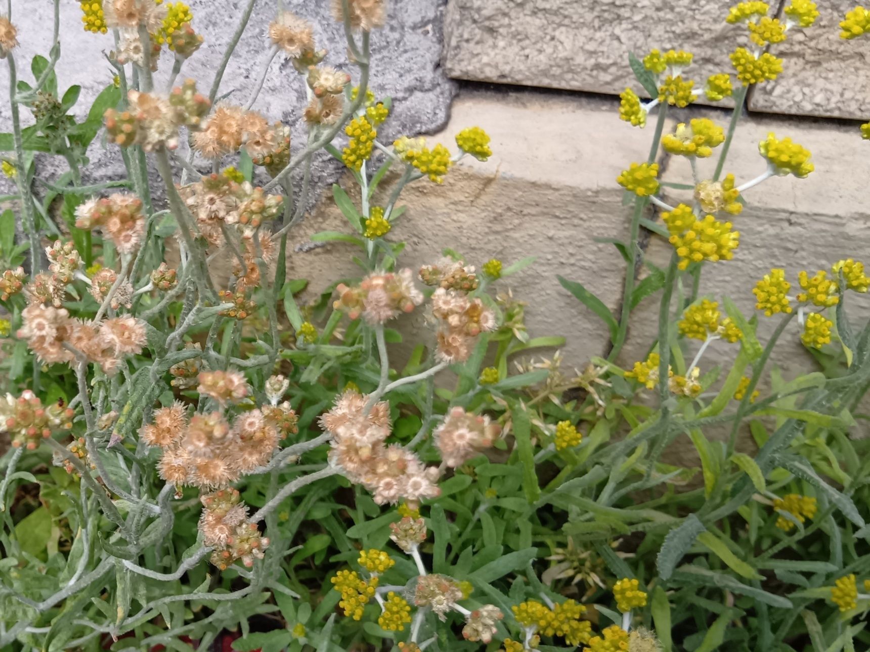【5月道端の雑草】昔は食用？並んで開花！同じ"ハハコグサ"がつくけれど、実は同じ植物ではなかった！？