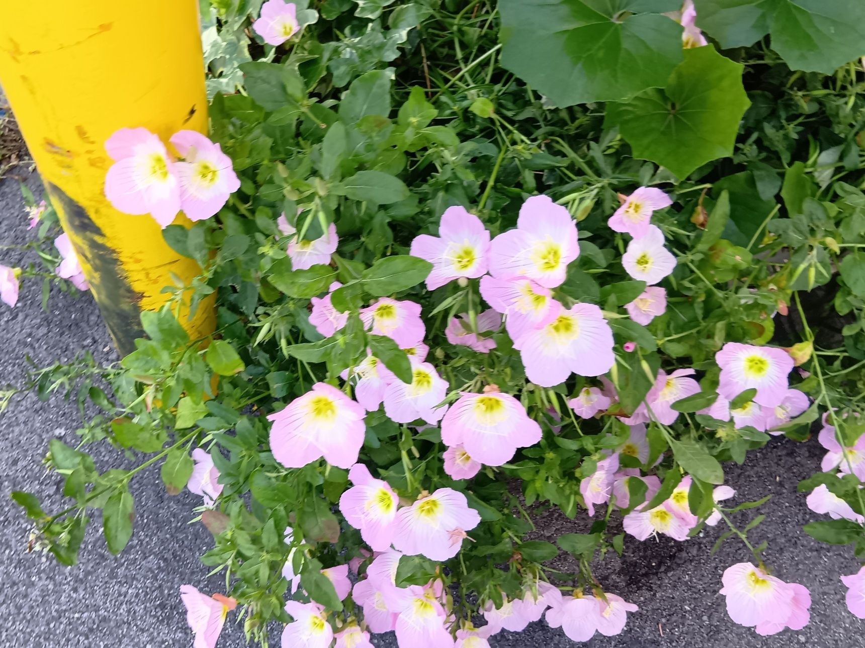 道端でひっそり咲いていても、どこか気品があって、そっと心を癒してくれるお花ですね～！
