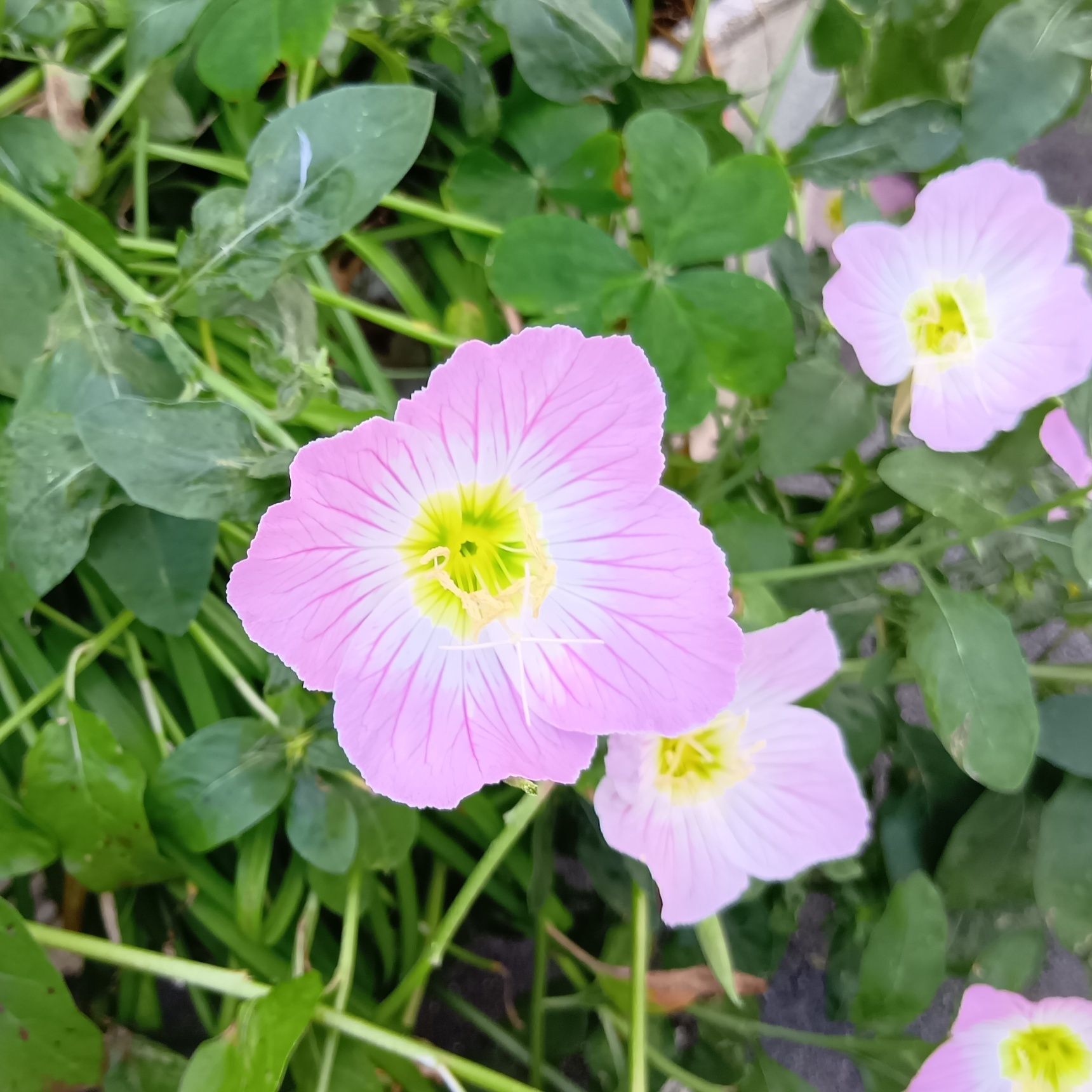 この植物は「ヒルザキツキミソウ（昼咲月見草）」です。