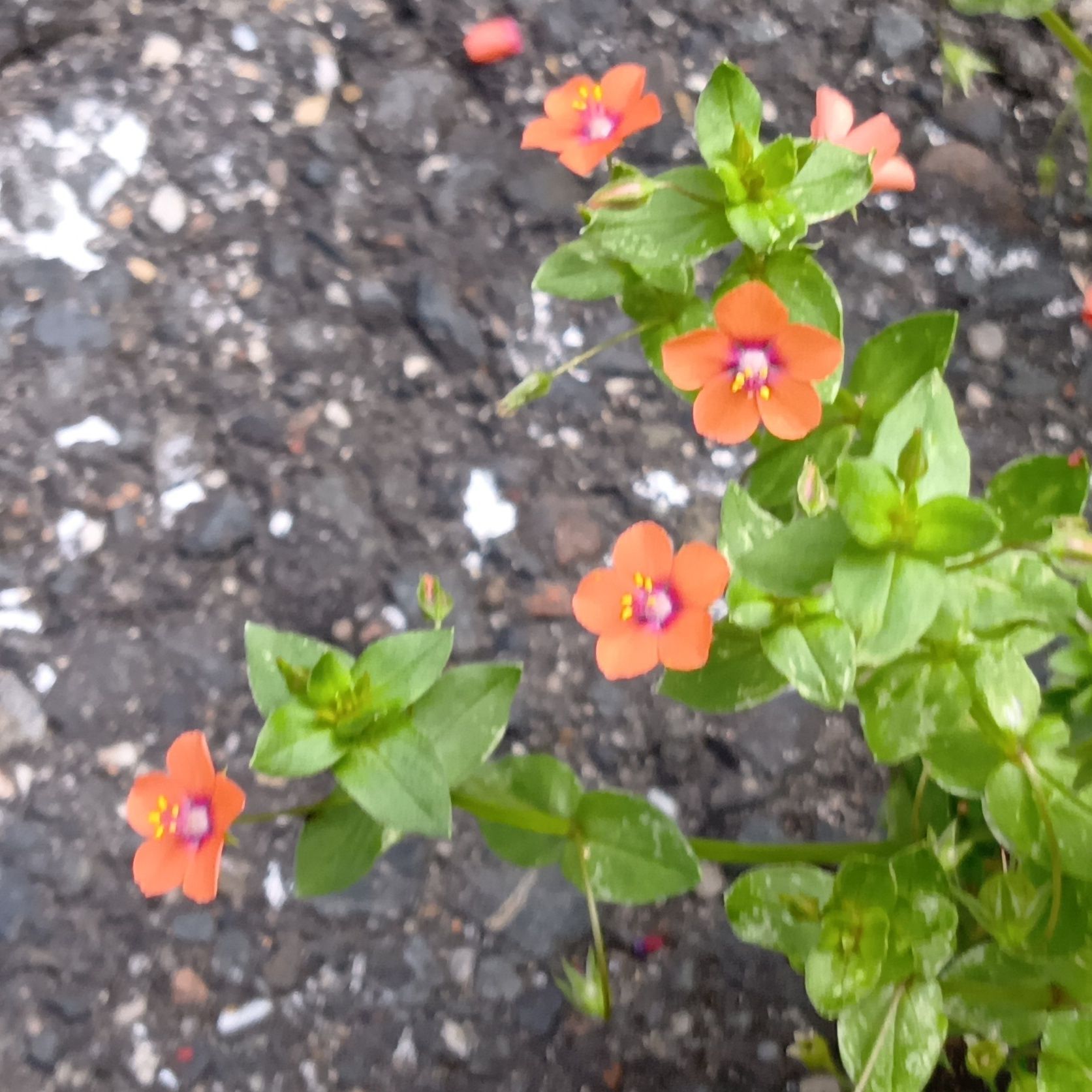 この植物は「アカバナルリハコベ（赤花瑠璃繁縷）」です。別名「ベニバナルリハコベ」