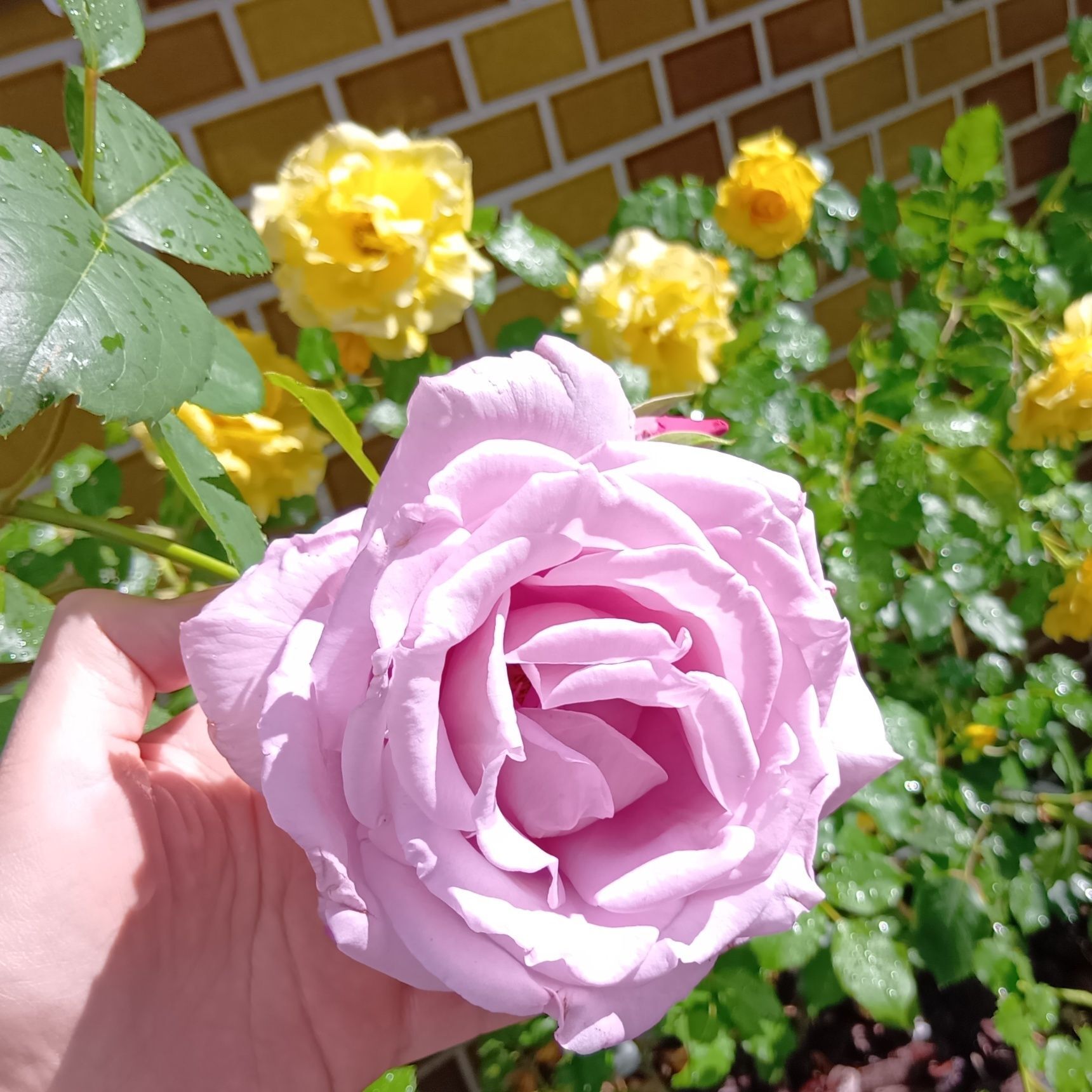 ひと枝に大きく一輪、または数輪の房になって咲く姿もとても上品で、花が咲くたびに、つい見とれてしまいます！