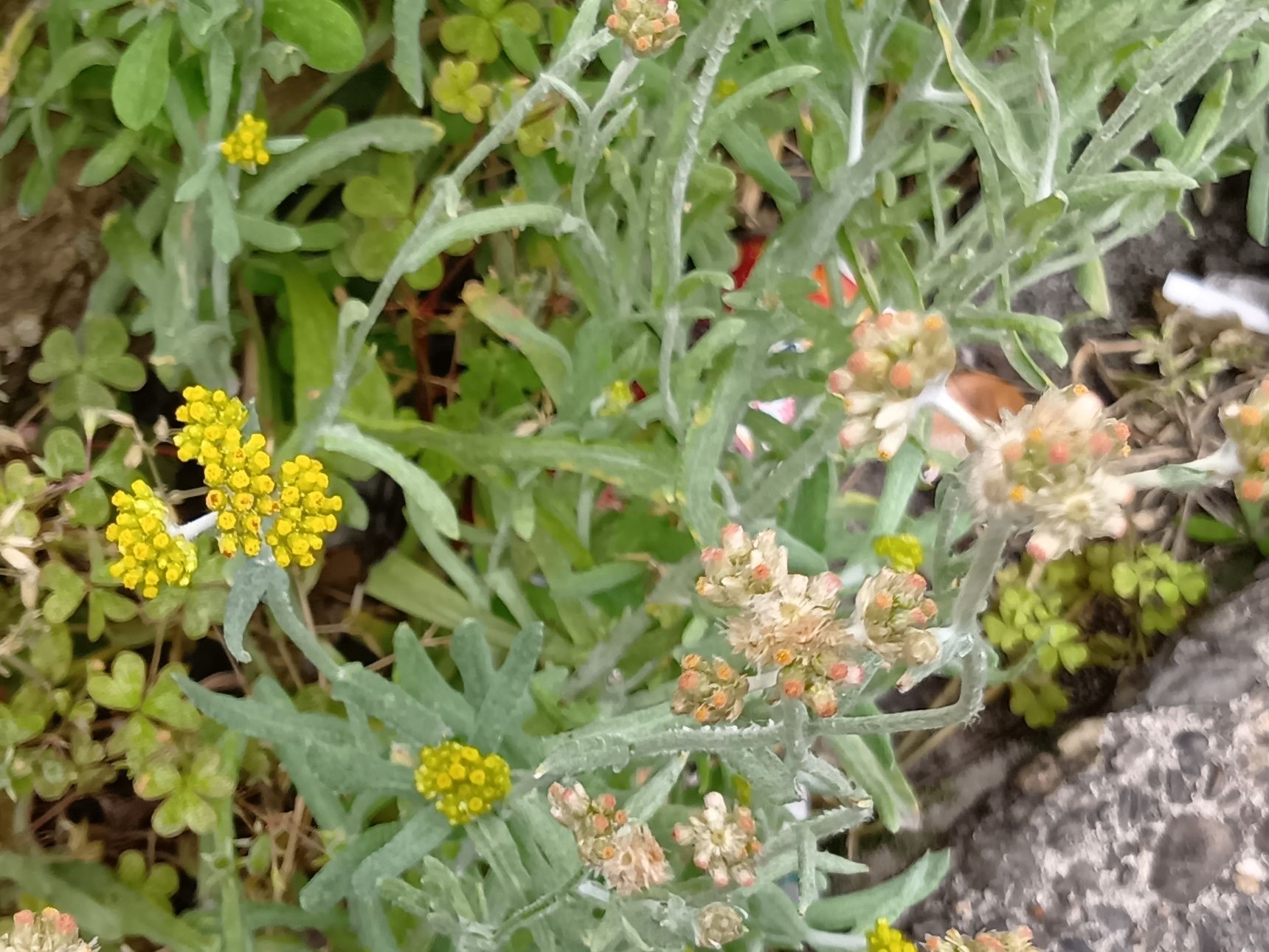 名前は似ていますが、同じ植物ではありません。けれど、とても近い"仲間です。