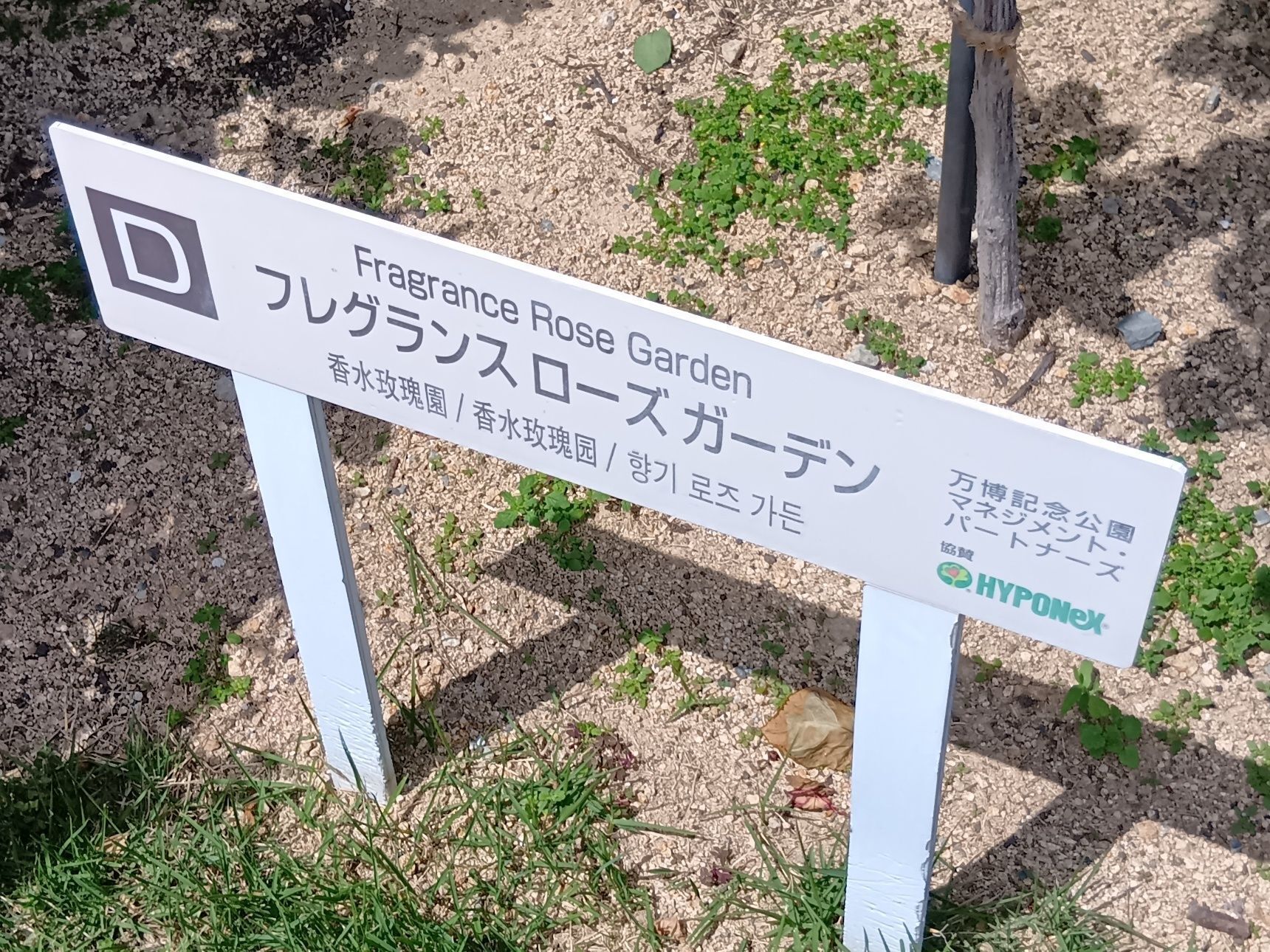 こちらの平和のバラ園は、見て楽しむだけでなく、香りの良い薔薇がたくさんあるのが嬉しいんです。