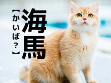 【海馬】なんて読む？「かいば」ではなく、ある動物の名前です【読めそうで読めない漢字クイズ】