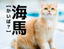 【海馬】なんて読む？「かいば」ではなく、ある動物の名前です【読めそうで読めない漢字クイズ】