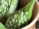 天ぷらが美味しい！パスタに使う香味野菜の蕾！春野菜の天ぷら！