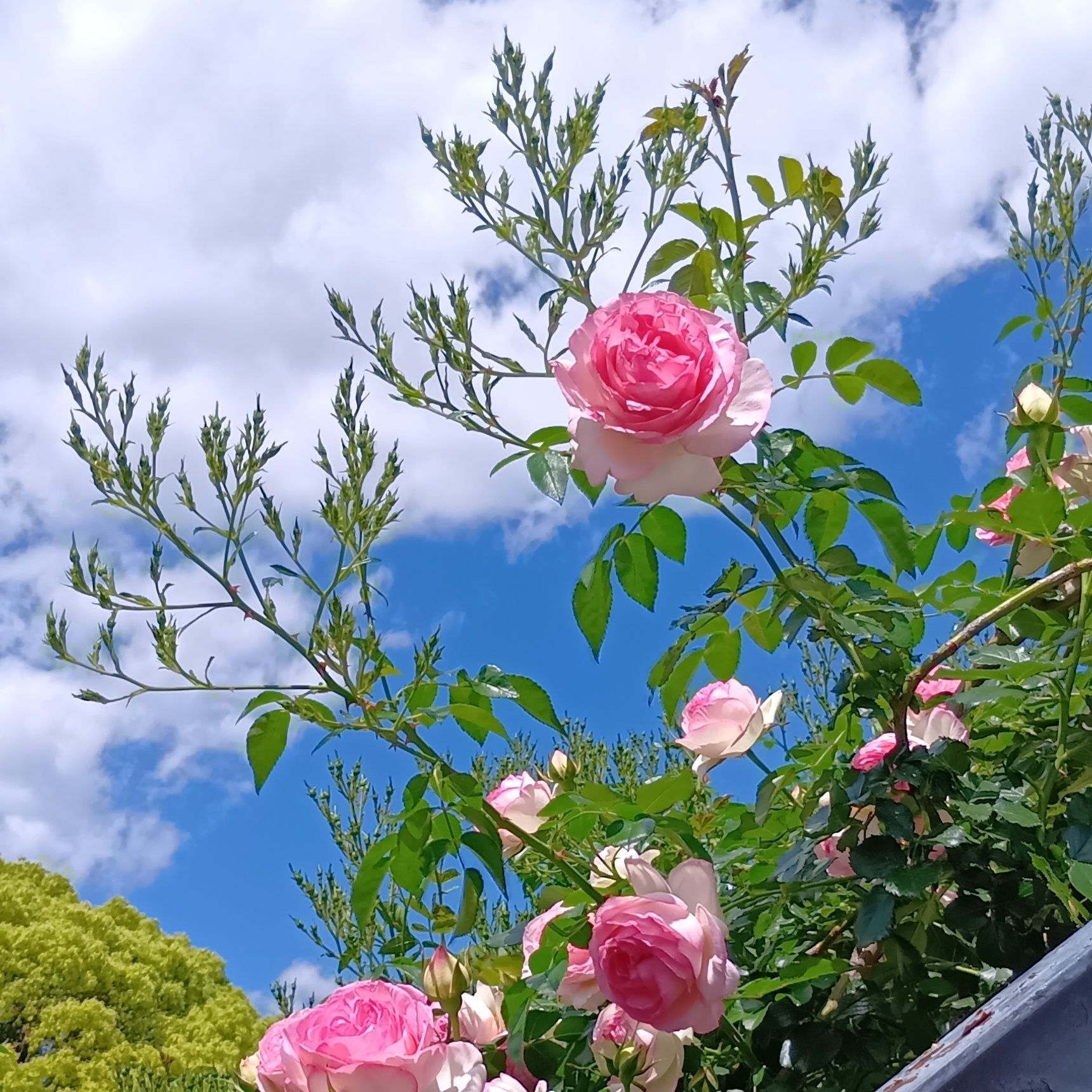 園内を歩いているだけで、色とりどりの薔薇と優雅な香りに包まれ、思わず時間を忘れてしまうほど。