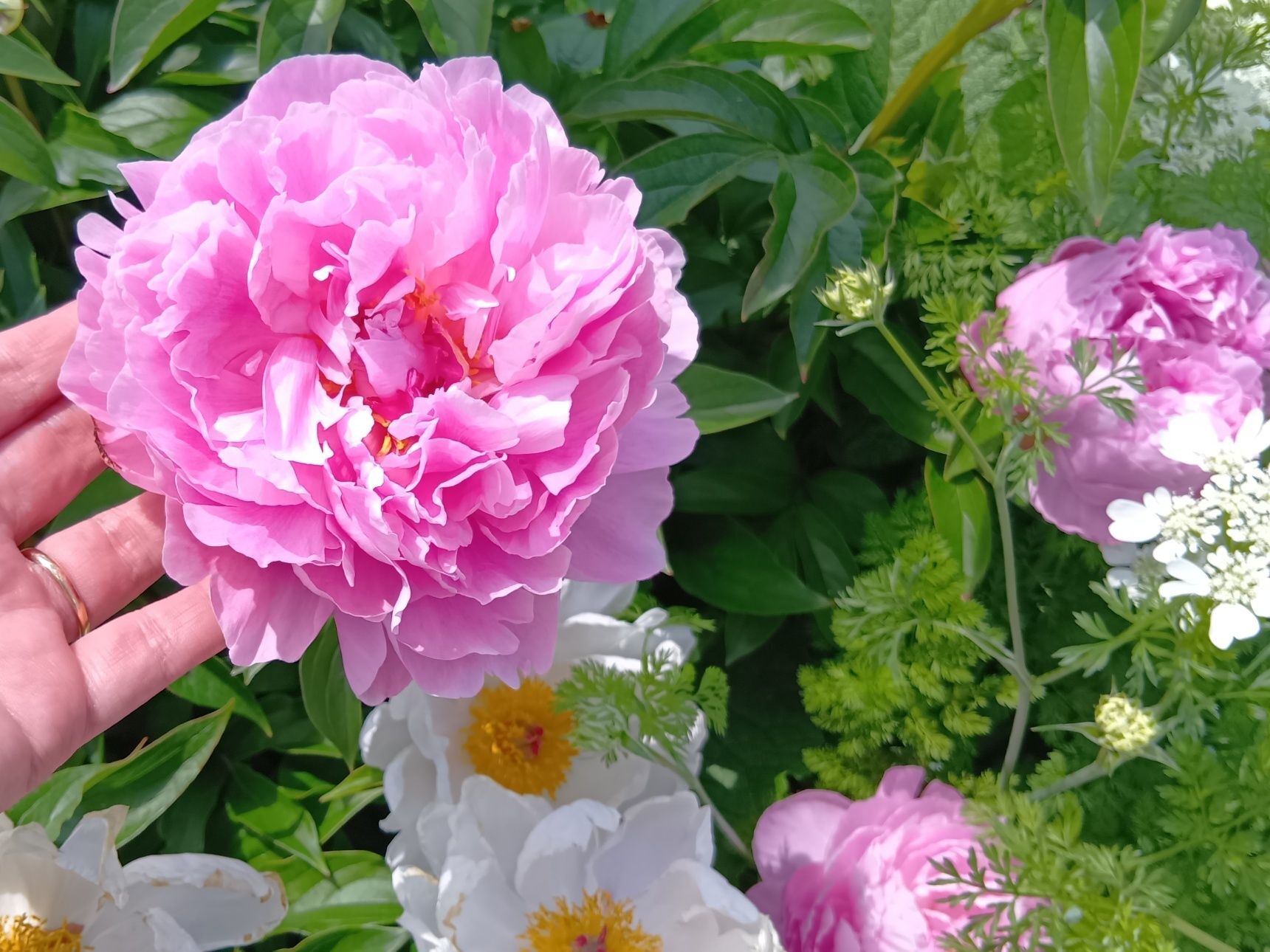 薔薇に負けない存在感…万博記念公園で出会った芍薬の華やかさ！花言葉は何？