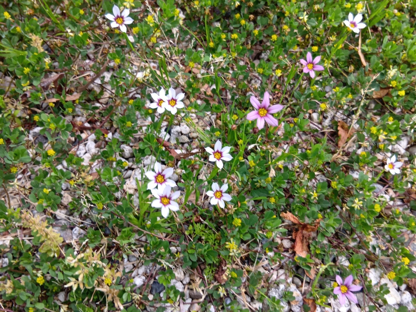 足元の小さな、宝石！→この植物は「ニワゼキショウ（庭石菖）」です。
