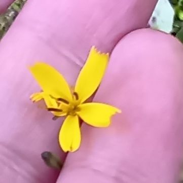 ニガナの花言葉は「質素」「明るい笑顔の下に悲しみ」。花期は5月から7月